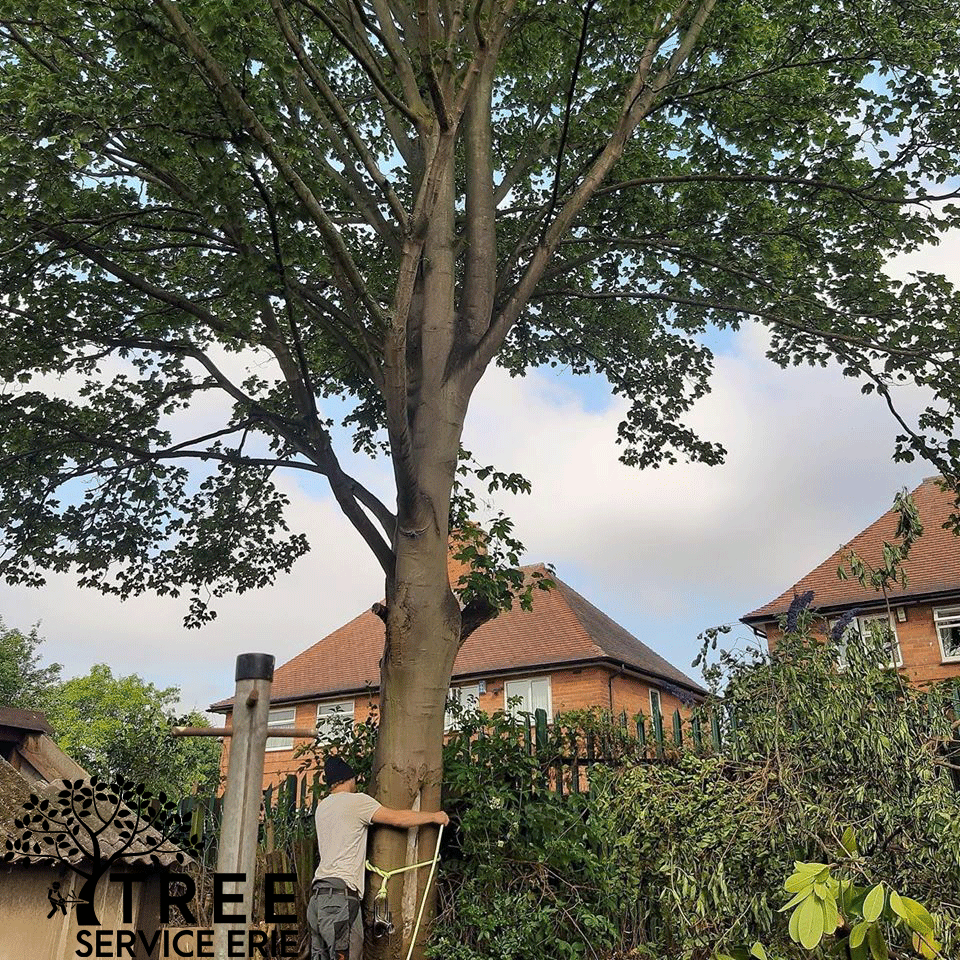 Erie Tree Service Co Image